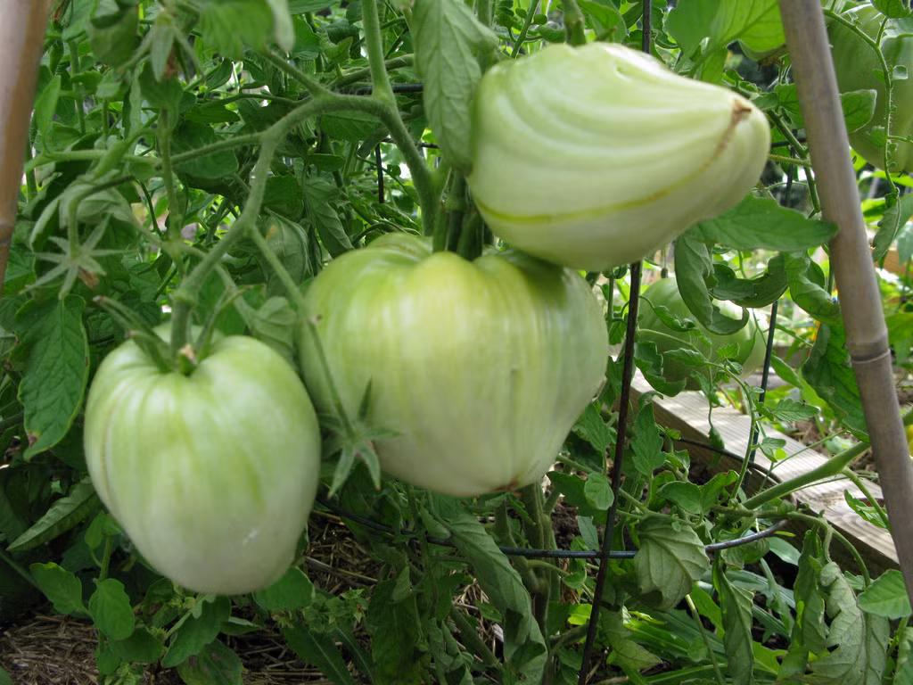 Mặc dù tưới nước cho cây đầy đủ, song nên tránh làm gốc cà chua sũng nước. Khi cà chua mọc cao, nên làm thêm giàn leo, cây chống. Sau khoảng 60 ngày sẽ có quả xanh và chuyển dần sang chín đỏ.