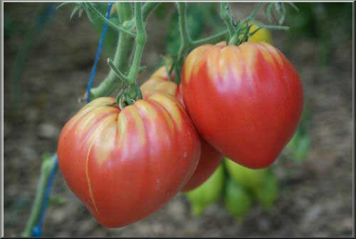 Cà chua hình trái tim cũng như các loại cà chua thường thấy, có thể chế biến thành nhiều món xào nấu, salad, nước ép rất tốt cho sức khỏe.