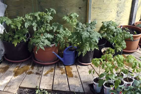 Thời điểm mùa hè khá thích hợp để trồng cà chua. Cây nên để ở vị trí được hưởng ánh sáng mặt trời 6-7 tiếng/ngày để phát triển, trái có vị thơm ngon, màu sắc tươi tắn.