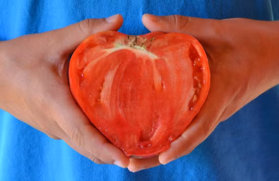 Nhờ hình dáng đẹp mắt, giá mua hạt giống rẻ, cộng thêm việc gieo trồng, chăm sóc không khác nhiều so với các giống cà chua thường thấy nên cà chua trái tim được khách hàng, người làm vườn yêu thích.