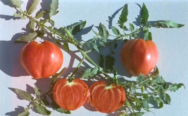 Theo thông tin của shop bán hạt giống cà chua trái tin, cây có thể cao đến 1,5m, trái nặng tới 0,4kg. Tính từ thời điểm gieo hạt, sau khoảng 3 tháng đã có thể thu hoạch quả.