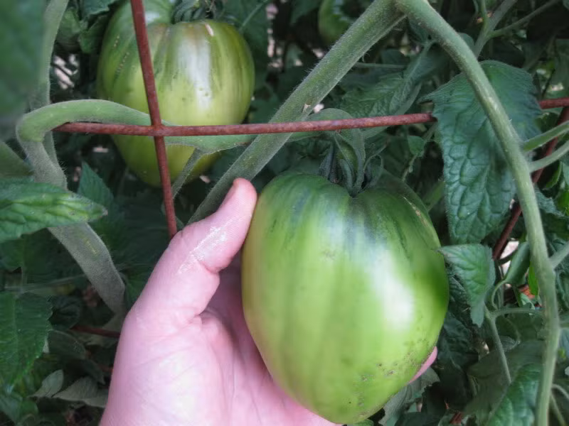 Sau khoảng 1-2 tuân, người trồng cần phủ thêm lớp rơm, xơ dừa dày khoảng 2cm xung quanh để giữ ẩm cho cây, nhất là thời tiết nắng nóng kéo dài mùa hè.