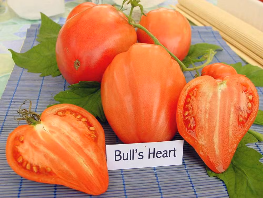 Trái cà chua này có hình dáng giống trái tim còn được gọi là Bull's Heart tomato, xuất xứ từ Nga.