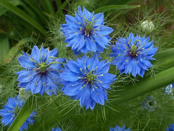 Theo hướng dẫn của một cửa hàng bán hạt giống Hà Nội, hoa kim cương không chỉ đẹp mà còn có nhiều công dụng trị chứng khó tiêu, chán ăn, chữa mẩn ngứa, đau khớp, viêm khớp. Tuy nhiên, hầu hết khách hàng mua quan tâm đến việc trồng cảnh loại hoa này.