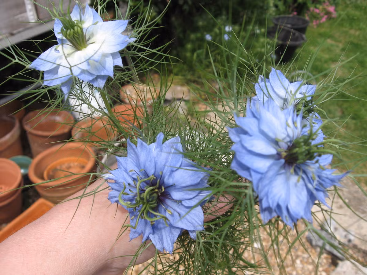 Chị Phương Thảo (nhân viên sở kế hoạch đầu tư Hà Nội) cho biết: "Tôi cũng phải đi đến 5-7 cửa hàng mới mua được. Theo hướng dẫn trồng thì không quá khó nên tôi mua liền chục gói giúp đồng nghiệp ở cơ quan".