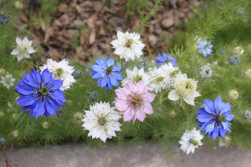 Chủ cửa hàng hạt giống hoa trên đường Nguyễn Trãi, Hà Nội cho biết: "Hạt giống hoa kim cương không quá khó mua ở Hà Nội nhưng một số cửa hàng mới nhập về bán thử, nên số lượng không nhiều, cộng thêm khách mua nhanh, nên phải chờ đợt hàng mới từ 4-5 ngày".