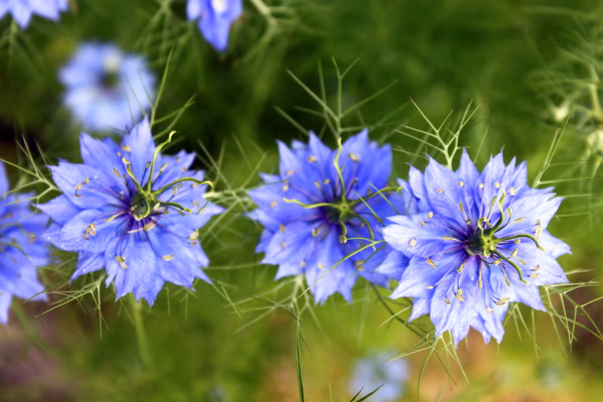 Một loại hạt giống hoa lạ, cực kỳ đẹp mắt đang được khách hàng nữ Hà Nội yêu thích và lùng mua có tên gọi là hoa kim cương. Theo chị Thái Hà (chủ cửa hàng hạt giống trên đường Hoàng Hoa Thám, Hà Nội): "Hoa kim cương còn gọi là hoa love in the mist (tình yêu trong sương)".