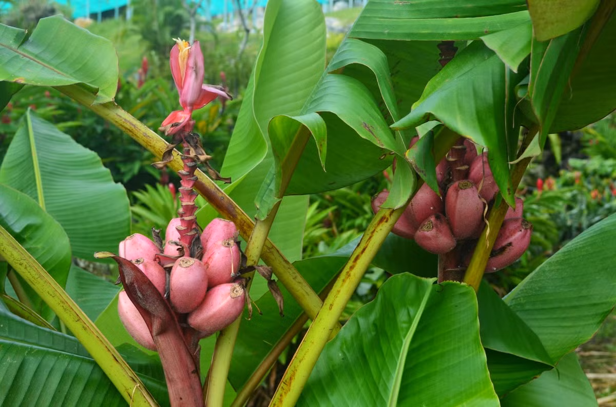 Chuoi mau tim hong doc la nua trieu dong/nai gay sot-Hinh-2