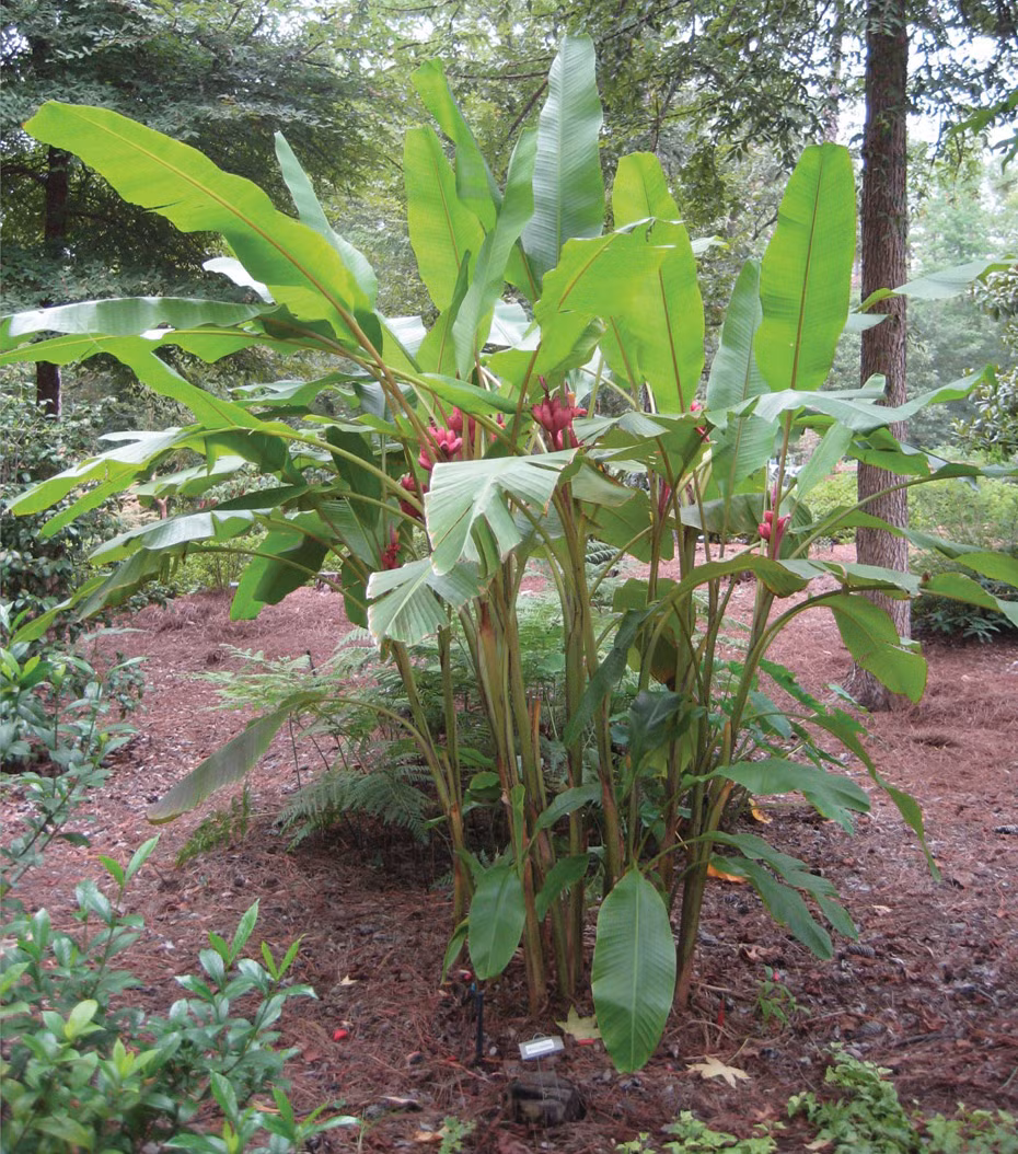 Ngoài mua cây giống, một số khách hàng cũng tham khảo đặt mua hạt giống online từ nước ngoài. Khảo sát trên các trang rpseeds.co.uk, amazon.com, giá mỗi gói hạt giống chuối tím (10 hạt) dao động từ 2,5 - 3,5 USD (khoảng 55.000 - 75.000 đồng), cộng thêm chi phí đặt hàng khoảng 2 USD (khoảng 43.000 đồng).