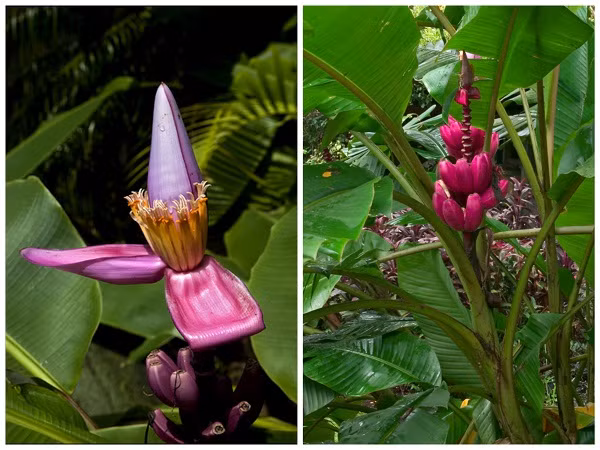 Ngoài trồng lấy quả, chuối tím có thể trồng làm cảnh khá đẹp vì màu sắc của hoa và trái rực rỡ, hút mắt.