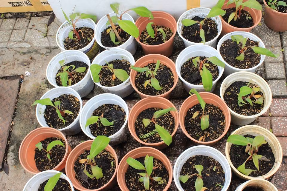 Một số cửa hàng cây, hạt giống giới thiệu dáng cây nhỏ nhắn, có thể trồng trong chậu hoặc trong thùng xốp. Sau khi cây giống được chăm sóc, phát triển sẽ cho quả sau 14-15 tháng. Ảnh: FB Khu vườn ST