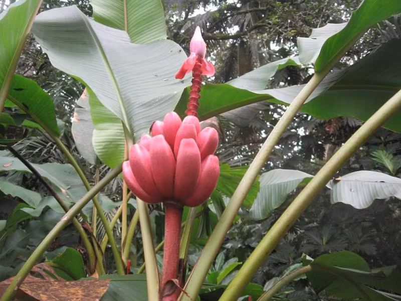 Trong khi trồng cây giống cần đảm bảo nguồn nước đầy đủ cho cây, ngày tưới hai lần (sáng và tối). Cung cấp phân bón thường xuyên cho cây. Chuối tím thích hợp với các vùng khí hậu nhiệt đới.