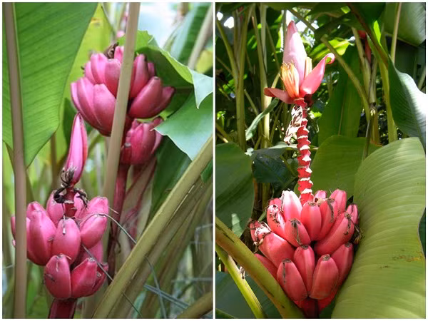 Theo chủ cửa hàng cây giống online (ở TP HCM): "Giống chuối tím thuộc chi Musa velutina. Một số cửa hàng nhập cây giống từ Úc về bán cho khách. Không chỉ cho quả lạ, cây thích hợp trồng ở nhà phố hoặc nơi thiếu sân vườn, cây trưởng thành cao khoảng 1,2m".