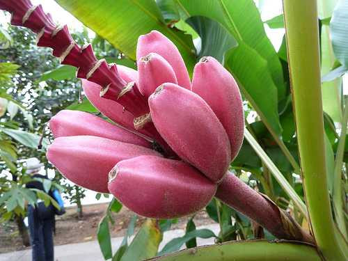 Trên các trang mạng xã hội, nhiều nhà vườn bán cây giống online rao bán cây giống chuối tím với giá 100.000 - 120.000 đồng/cây.