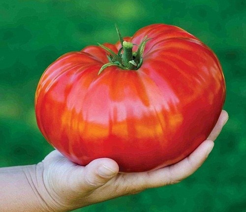 Mỗi gốc cà chua Beef có thể cho sản lượng 8-10 kg nếu mật độ trồng 2.000 gốc trên diện tích 1.000 m2. Giá cà chua beef trên thị trường dao động từ 40.000 - 45.000 đồng/kg. Hạt giống cà chua beef được bán với giá 35.000 - 40.000 đồng/gói.