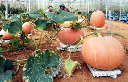 Ở Lâm Đồng từng xuất hiện quả bí ngô khổng lồ nặng 80 kg, được thu hoạch tại vườn của gia đình ông Lê Hữu Phan ở đường Hồ Xuân Hương, TP Đà Lạt.