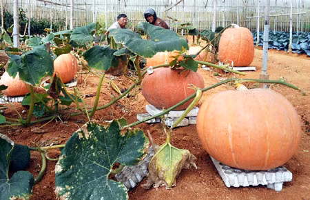 Ở Lâm Đồng từng xuất hiện quả bí ngô khổng lồ nặng 80 kg, được thu hoạch tại vườn của gia đình ông Lê Hữu Phan ở đường Hồ Xuân Hương, TP Đà Lạt.