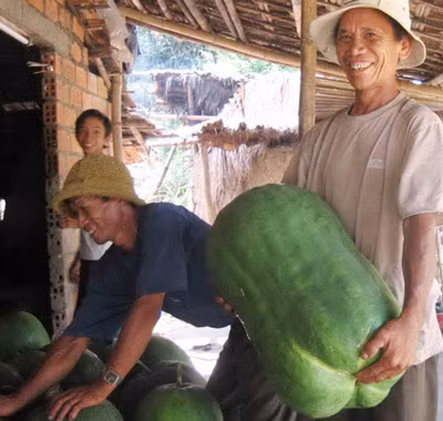 Bí đao khổng lồ đã trở thành nguồn thu nhập chính cho cả trăm hộ dân trong làng. Những giàn bí đao phải cần tới 50-70 cây tre để đảm bảo độ vững chắc. Trái bí dùng lưới, dây treo, nạng tre nâng đỡ.