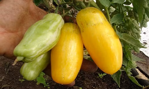 Có độ dài từ 9-10cm, giống cà chua lạ có hình dáng và màu sắc giống với trái chuối được gọi là Banana Leg.