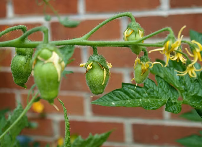 Khi cây con đã lên khoảng 5 ngày, có thể chuyển cây sang chậu lớn để trồng. Chiều cao trung bình của cây từ 60-80cm.