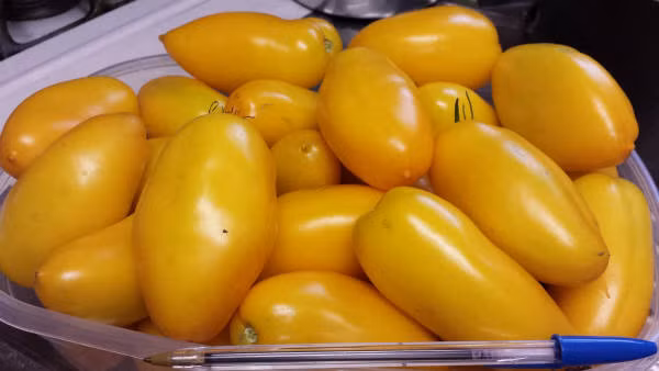 Cây cho thu hoạch trái trong vòng 75 ngày kể từ khi gieo trồng.