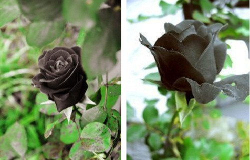 Một khách hàng nữ (nhà ở khu đô thị Dương Nội, Hà Nội) chia sẻ: "Thích hoa hồng đen nhưng giá hoa rất đắt. Tôi mua hạt giống, vừa có cây, có hoa, lại tiết kiệm chi phí hơn rất nhiều".