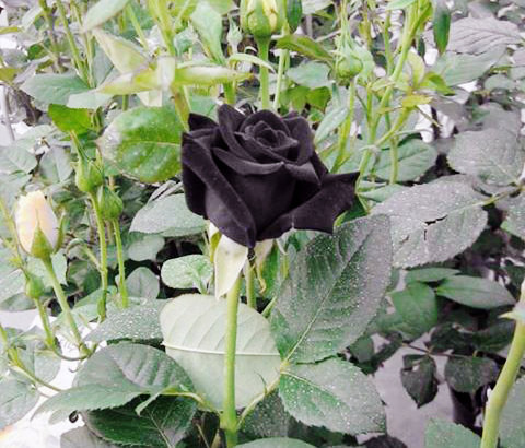 Chị Thanh (chủ cửa hàng hạt giống tại Hoàng Mai, Hà Nội) cho biết: "Nhập 150 hộp hạt giống hồng đen về bán thử không ngờ khá chạy hàng, chỉ sau 4 ngày đã hết. Hiện tại, khách hỏi mua nhưng "cháy" hàng hạt giống, phải chờ đến tầm 10/7 mới có hạt mới. Chủ yếu là dân văn phòng mua về trồng làm cảnh".