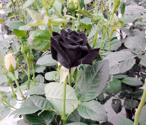 Chị Thanh (chủ cửa hàng hạt giống tại Hoàng Mai, Hà Nội) cho biết: "Nhập 150 hộp hạt giống hồng đen về bán thử không ngờ khá chạy hàng, chỉ sau 4 ngày đã hết. Hiện tại, khách hỏi mua nhưng "cháy" hàng hạt giống, phải chờ đến tầm 10/7 mới có hạt mới. Chủ yếu là dân văn phòng mua về trồng làm cảnh".