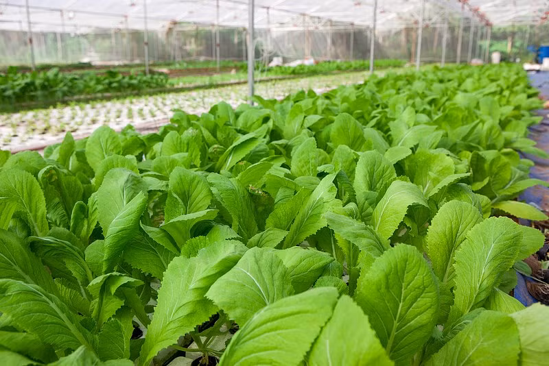 Bên cạnh đó, tập đoàn Vingroup quyết định đầu tư dự án sản xuất rau quả công nghệ cao trên địa bàn tỉnh Vĩnh Phúc với quy mô 500 ha với tổng số vốn đầu tư từ 500 - 700 tỷ đồng. Ảnh minh họa