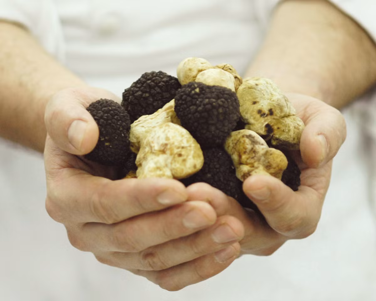 Nấm truffle có loại màu đen (thường tìm thấy ở vùng Périgord, Pháp) và truffle trắng (ở Piedmont, Ý). Thánh địa của truffle trắng là thị trấn Alba (Piedmont), Florence. Loại nấm tìm được ở đây là bán được giá nhất do hương vị ngon, do thổ nhưỡng riêng của vùng này mang lại.