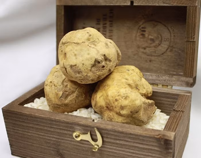 Được đánh giá là một trong những nguyên liệu thực phẩm đắt nhất thế giới, loại nấm trắng truffle thường được giới nhà giàu ưa chuộng và sẵn sàng chi cả "núi tiền" để mua hoặc thưởng thức món ăn chế biến từ món nấm này.