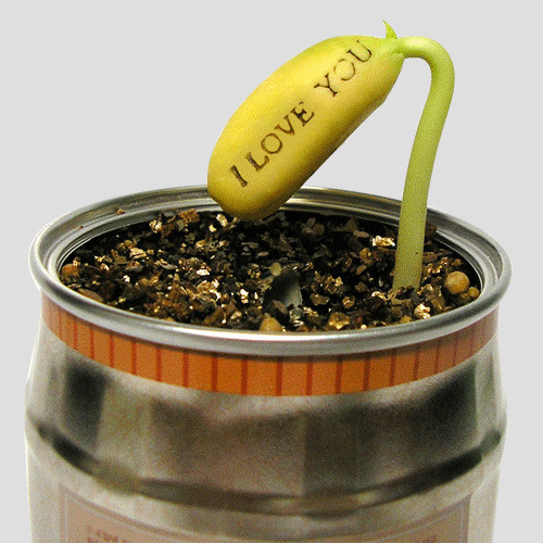 Ngoài đất thông thường được làm tơi xốp, có thể trồng hạt đậu bằng đất dinh dưỡng, đất tinh thể chiết xuất từ nhựa cây (39.000 - 45.000 đồng/gói) bán sẵn ngoài thị trường.