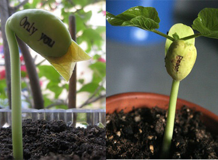 Sau 4,5 ngày hạt sẽ nảy mầm và hạt sẽ tróc lớp vỏ bên ngoài, để lộ hạt mầm màu xanh lá với dòng chữ "đính kèm".