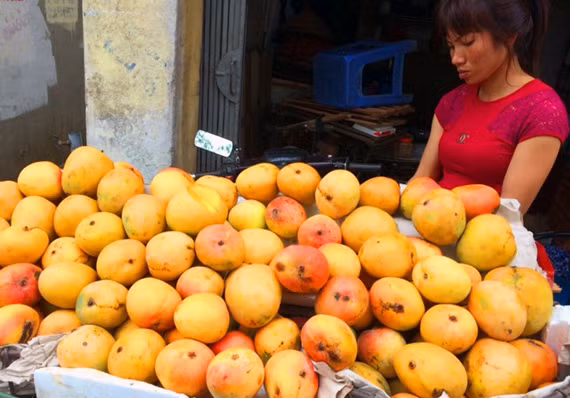 Kham pha xoai tim doc la khien khach tron mat-Hinh-11