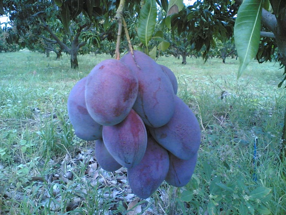 Kham pha xoai tim doc la khien khach tron mat-Hinh-4