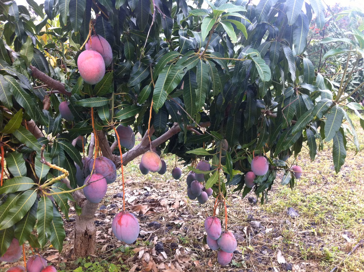 Kham pha xoai tim doc la khien khach tron mat-Hinh-7