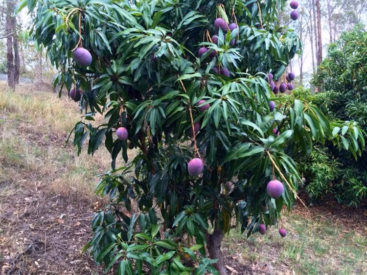 Kham pha xoai tim doc la khien khach tron mat-Hinh-6