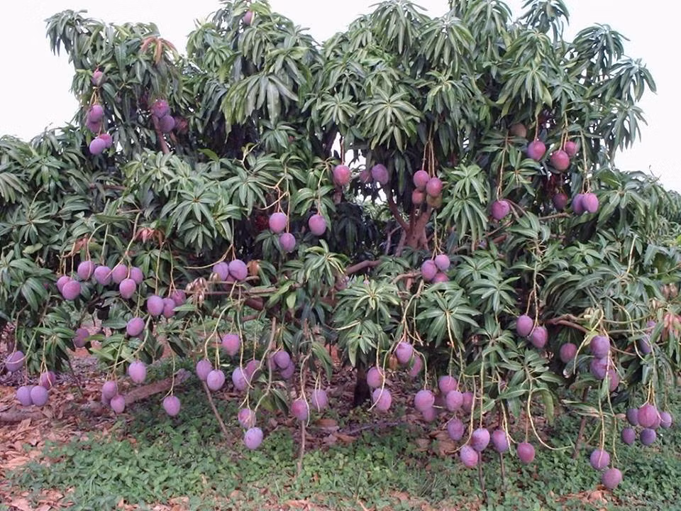 Kham pha xoai tim doc la khien khach tron mat-Hinh-5