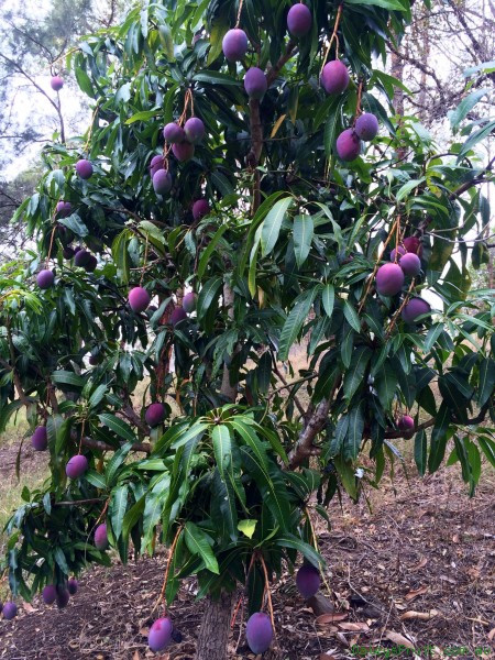 Kham pha xoai tim doc la khien khach tron mat-Hinh-10