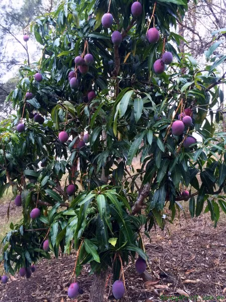 Kham pha xoai tim doc la khien khach tron mat-Hinh-10