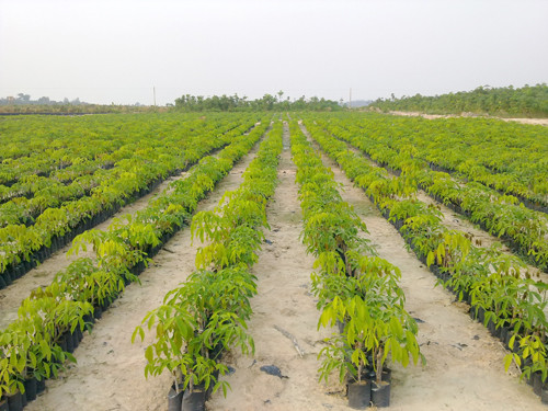 Không chỉ thành công trong lĩnh vực bất động sản, vị đại gia này còn đầu tư vào nhiều lĩnh vực như đầu tư trồng 16.000ha cao su tại tỉnh Kampong Thom (Campuchia). Ảnh khu cao su ở Campuchia.