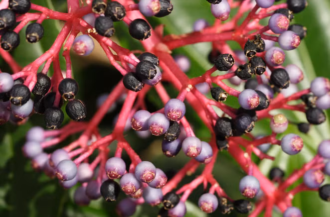 Quả có màu xanh và chuyển dần sang màu hồng, rồi tím đậm khi chín.