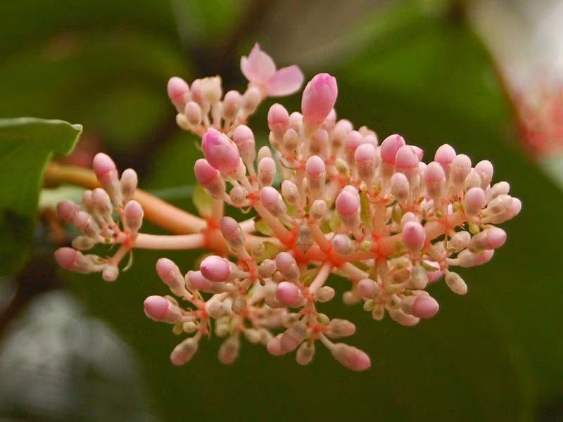 Cây cần độ ẩm song cần đảm bảo đất trồng thoát nước tốt để không gây úng rễ, và ánh sáng gián tiếp là điều kiện lý tưởng để cây phát triển tốt. Mùa đông, cây có khả năng chịu khô hạn tốt.