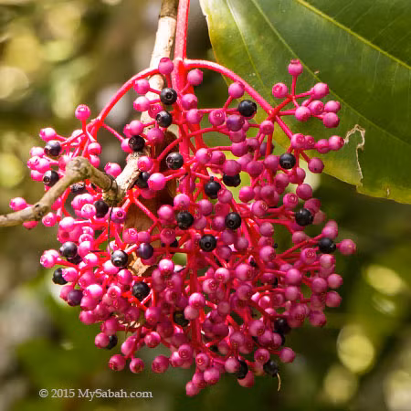 Cây nho hồng châu Á này có vẻ ngoài khá rất giống loài lan trắng. Khi cây Showy Asian bắt đầu kết trái thì mới có thể phân biệt được hai loài.