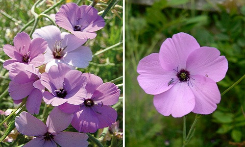 Trang trí sân vườn với cẩm chướng Oculata nhiều màu độc lạ Trang tri san vuon voi cam chuong Oculata nhieu mau doc la