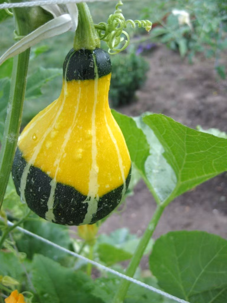 Sau khi sinh trưởng khoảng 60 ngày (độ dài thân đạt 60-90 cm), dưa lọ có thể cho thu hoạch trái.