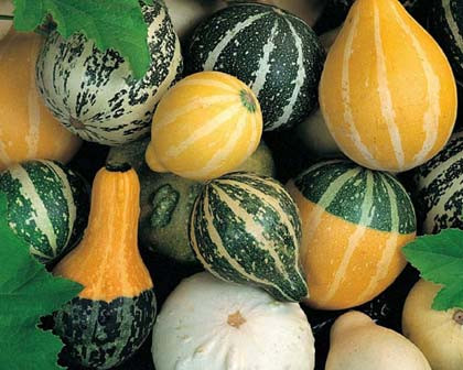 Nền nhiệt từ 15-35 độ C thích hợp để cây sinh trưởng và phát triển tốt. Do nền nhiệt có độ chênh lệch lớn mà vẫn phù hợp với cây nên chúng có thể trồng được cả 4 mùa, là loài cây cảnh "dễ tính", chị Mai Anh cho biết thêm.