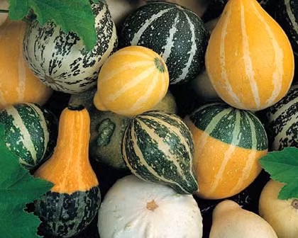 Nền nhiệt từ 15-35 độ C thích hợp để cây sinh trưởng và phát triển tốt. Do nền nhiệt có độ chênh lệch lớn mà vẫn phù hợp với cây nên chúng có thể trồng được cả 4 mùa, là loài cây cảnh "dễ tính", chị Mai Anh cho biết thêm.