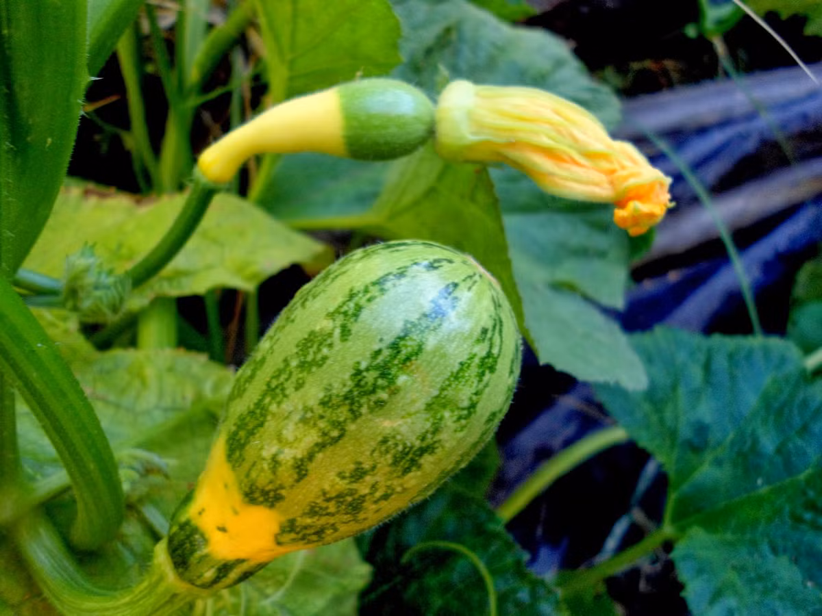 Chị Mai Anh (chủ cửa hàng hạt giống trên đường Hoàng Hoa Thám, Hà Nội) cho biết: "Hạt giống dưa lọ độc lạ này nảy mầm ở nhiệt độ 8-25 độ C, sau khi gieo 7-15 ngày".