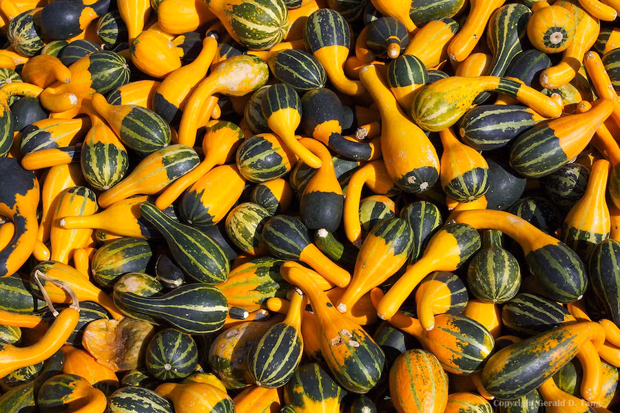 Dưa lọ có nhu cầu nước trung bình, hai ngày/một lần song phải đảm bảo đất trồng không bị sũng nước, khiến cây bị úng gốc.